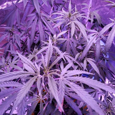 BD1 growlog photo: Just after watering 