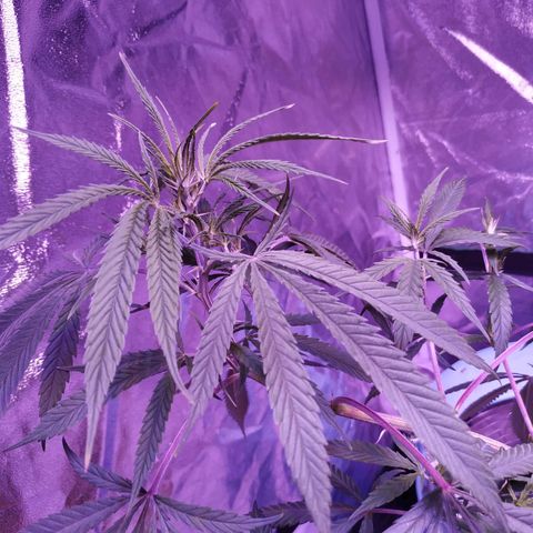 BD1 growlog photo: Just after watering 