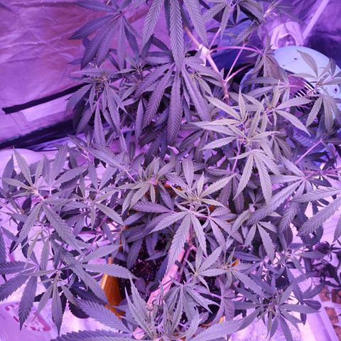 BD1 growlog photo: Just after watering 