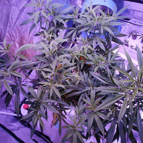 BD1 growlog photo: Getting big, root bound and likely getting low on nutes.  The deficiency showing seems like nitrogen or potassium possibly.  Looking better after a very light feeding (1/4 tsp per gal)