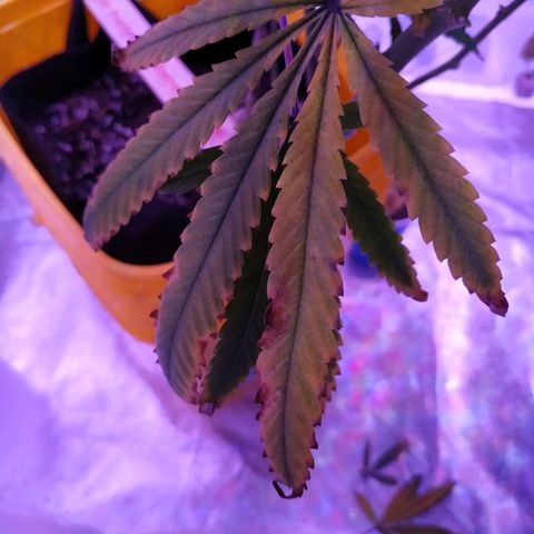 BD1 growlog photo: This is what's happening to a few of the lower fan leaves.