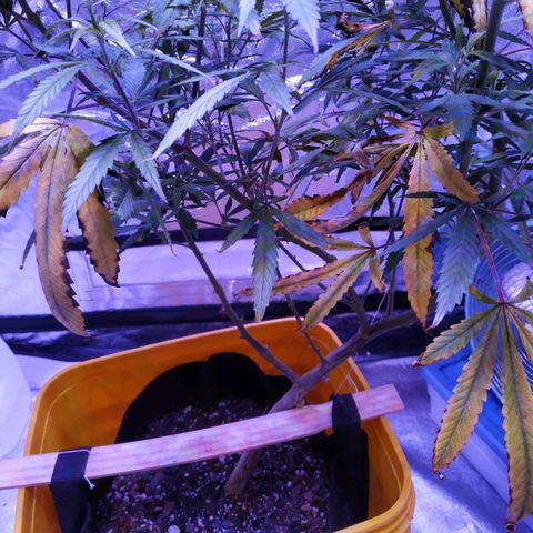 BD1 growlog photo: Deficiency seems to have picked up, yellow lower fan leaves and light green upper leaves indicate nitrogen deficiency.
