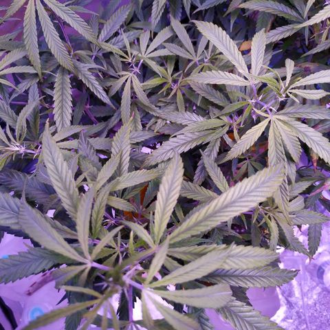 BD1 growlog timeline photo