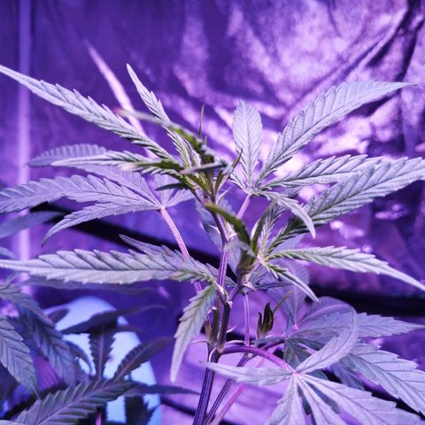 BD1 growlog photo: Start of deficiency showing 