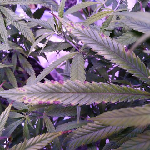 BD1 growlog photo: Start of deficiency showing 