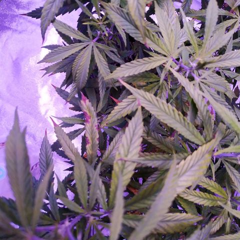 BD1 growlog photo: Start of deficiency showing 