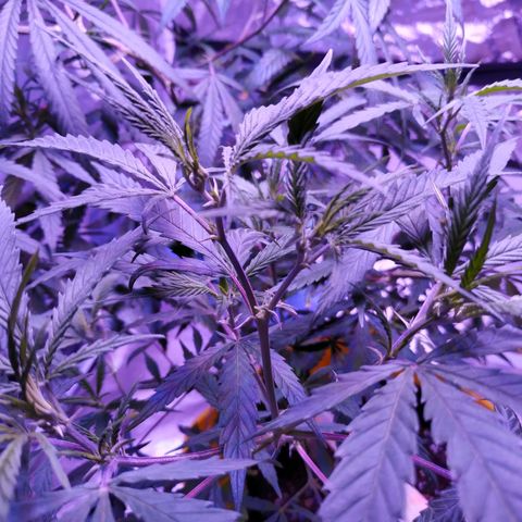 BD1 growlog photo: Start of deficiency showing 