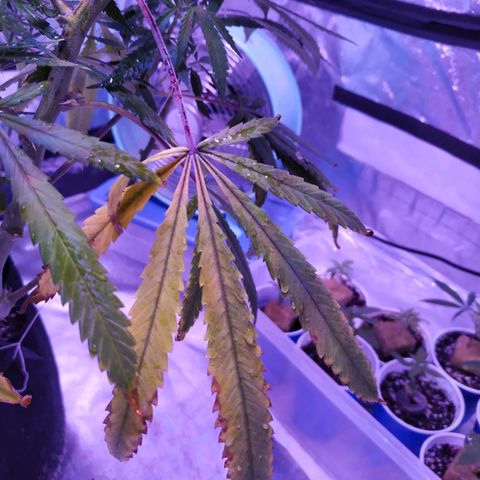 BD1 growlog photo: Start of deficiency showing 