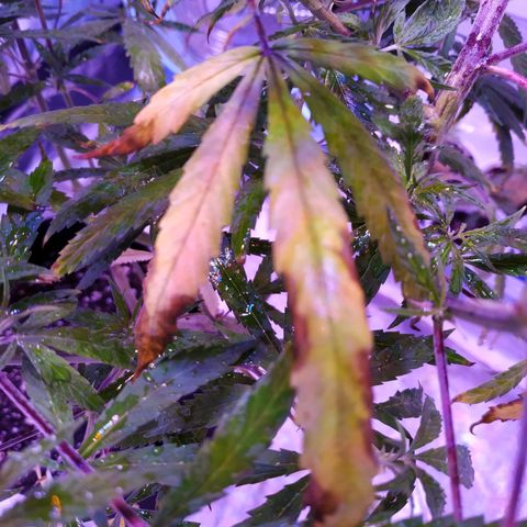 BD1 growlog photo: Start of deficiency showing 