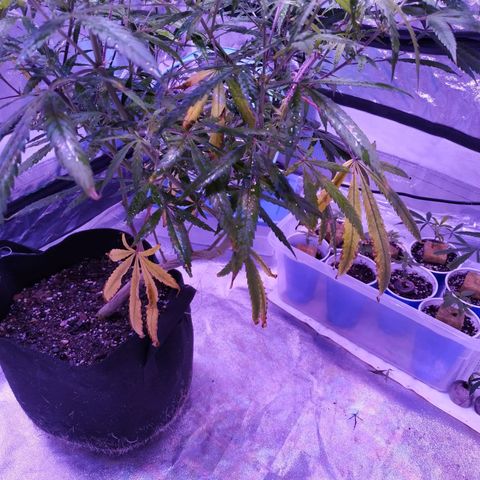 BD1 growlog photo: Start of deficiency showing 