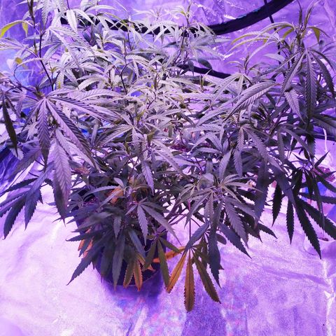 BD1 growlog photo: Start of deficiency showing 