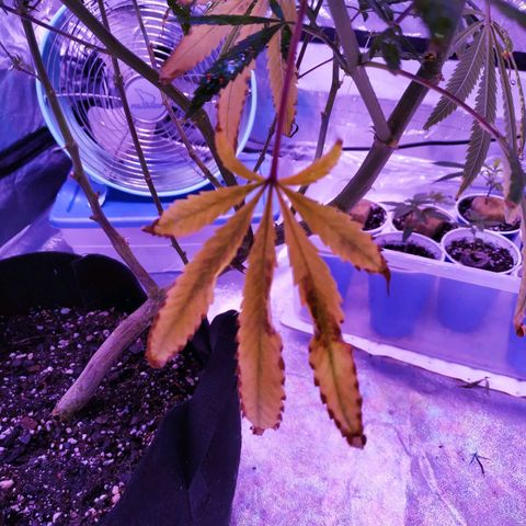 BD1 growlog photo: Start of deficiency showing 