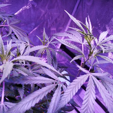BD1 growlog photo: Start of deficiency showing 