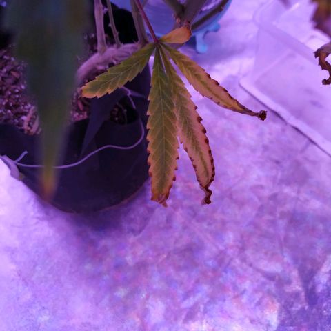 BD1 growlog photo: Deficiency progression