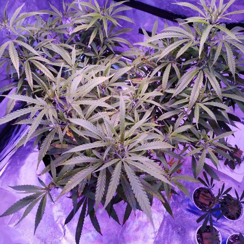 BD1 growlog photo: Deficiency progression