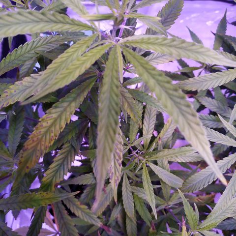 BD1 growlog photo: Deficiency progression