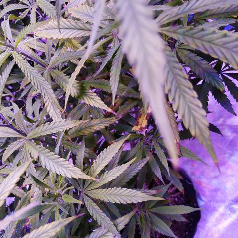 BD1 growlog photo: Deficiency progression