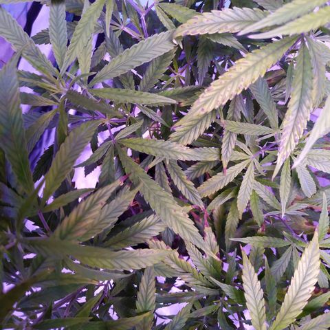 BD1 growlog photo: Deficiency progression