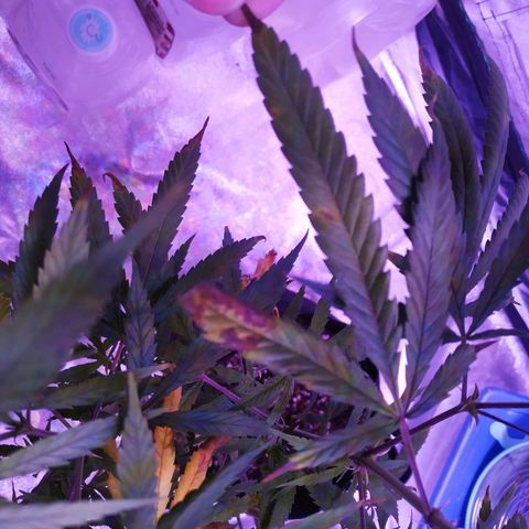 BD1 growlog photo: Deficiency progression