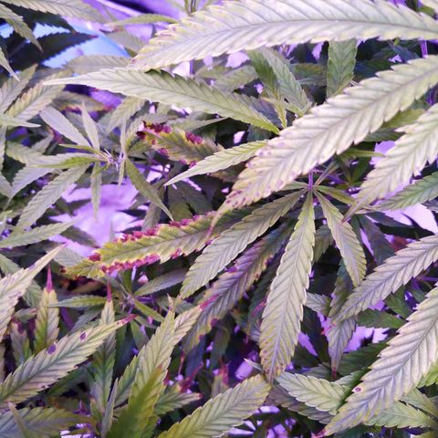 BD1 growlog photo: Deficiency progression