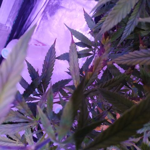 BD1 growlog photo: Deficiency progression