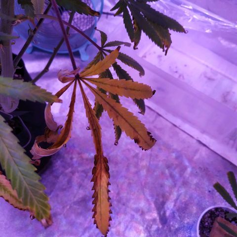 BD1 growlog photo: Deficiency progression