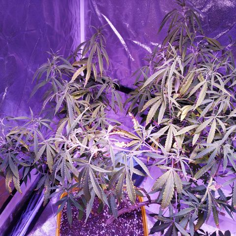 BD1 growlog photo: Used LST to pull down the highest shoots so the top of canapy is more even.  Trimmed off dead/dying leaves and anything too low that wasn't getting enough light.