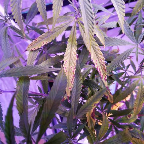 BD1 growlog photo: Used LST to pull down the highest shoots so the top of canapy is more even.  Trimmed off dead/dying leaves and anything too low that wasn't getting enough light.