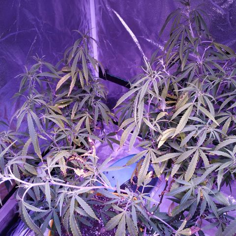 BD1 growlog photo: Used LST to pull down the highest shoots so the top of canapy is more even.  Trimmed off dead/dying leaves and anything too low that wasn't getting enough light.
