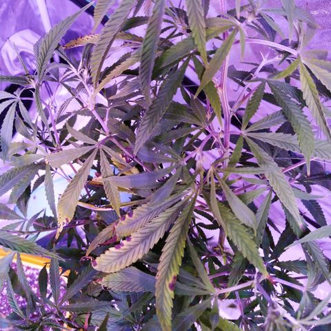 BD1 growlog photo: Used LST to pull down the highest shoots so the top of canapy is more even.  Trimmed off dead/dying leaves and anything too low that wasn't getting enough light.
