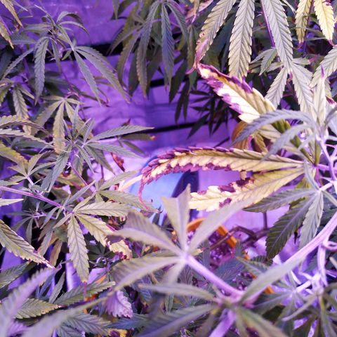 BD1 growlog photo: Used LST to pull down the highest shoots so the top of canapy is more even.  Trimmed off dead/dying leaves and anything too low that wasn't getting enough light.