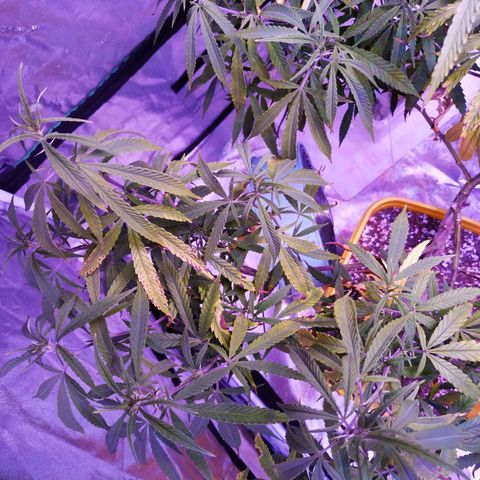 BD1 growlog photo: Used LST to pull down the highest shoots so the top of canapy is more even.  Trimmed off dead/dying leaves and anything too low that wasn't getting enough light.