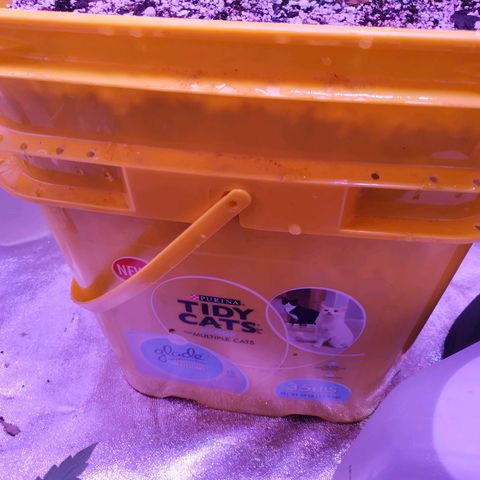 BD1 growlog photo: This is after transplanting into the litter container shown here.