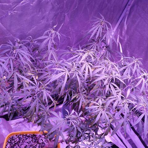 BD1 growlog photo: This is after transplanting into the litter container shown here.
