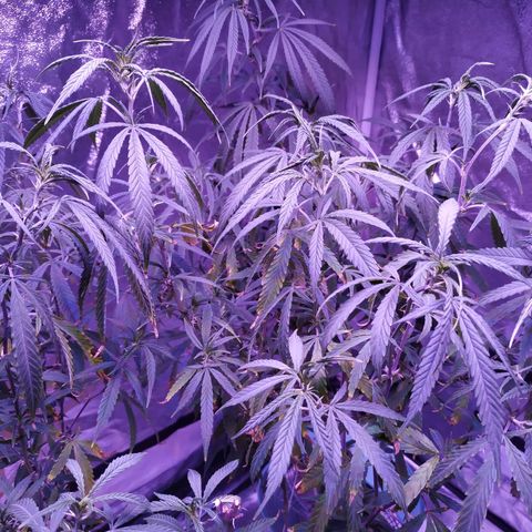 BD1 growlog photo: This is after transplanting into the litter container shown here.