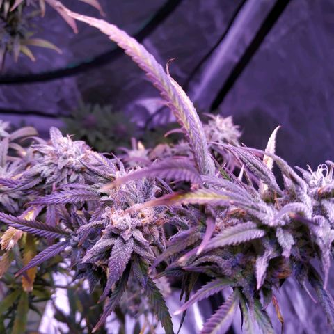 BD1 growlog timeline photo
