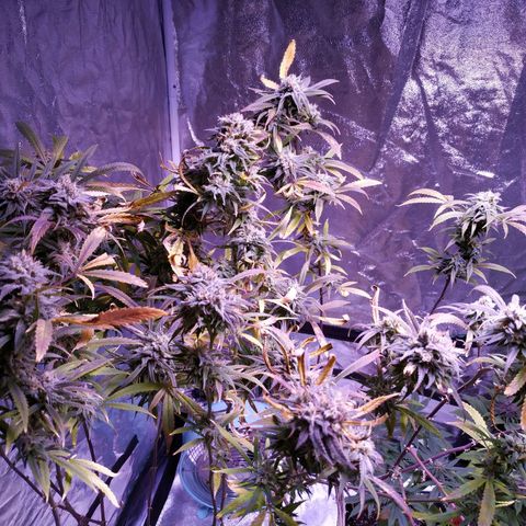 BD1 growlog timeline photo