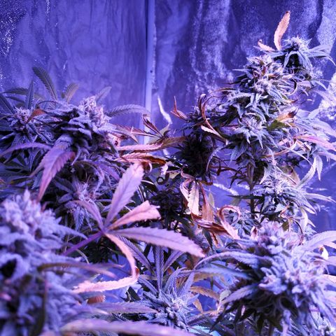 BD1 growlog timeline photo