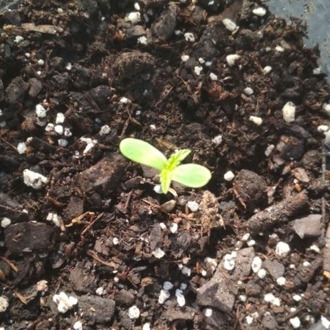 Genética desconocida growlog timeline photo