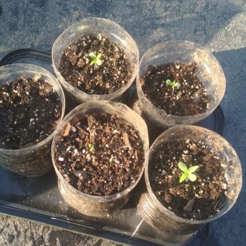 Genética desconocida growlog timeline photo
