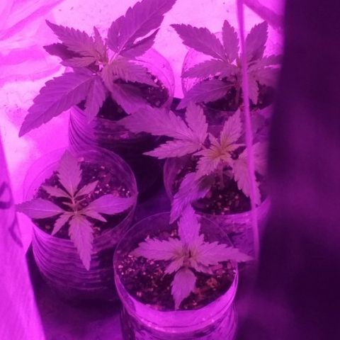 Genética desconocida growlog timeline photo