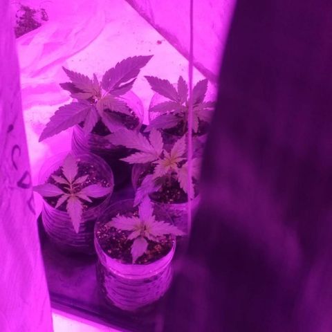 Genética desconocida growlog timeline photo