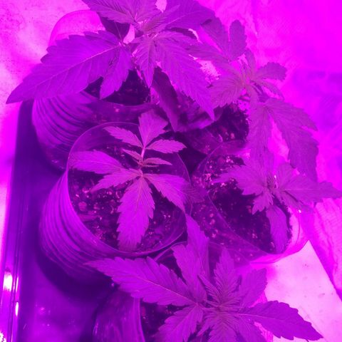 Genética desconocida growlog photo: Van como piña