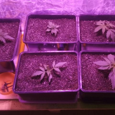 Genética desconocida growlog photo: Puntitos amarillos en la hoja