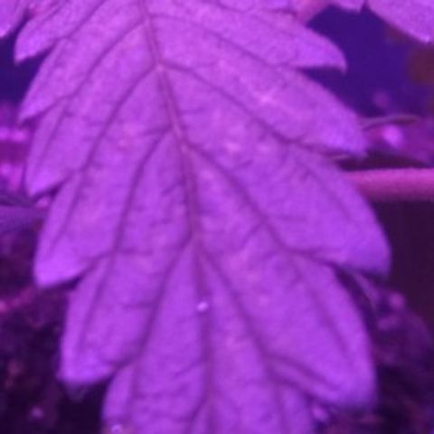 Genética desconocida growlog photo: Puntitos amarillos en la hoja