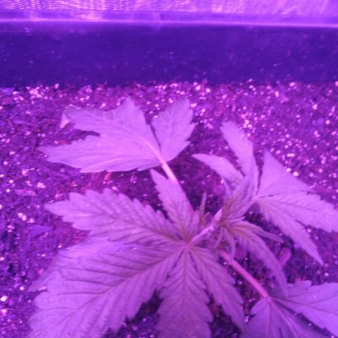 Genética desconocida growlog photo: Puntitos amarillos en la hoja