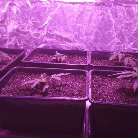 Genética desconocida growlog timeline photo