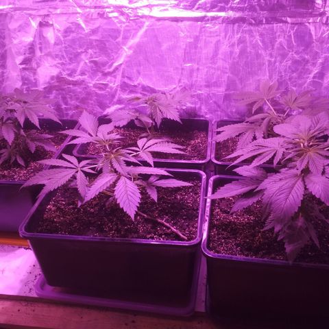 Genética desconocida growlog photo: Poda Fim