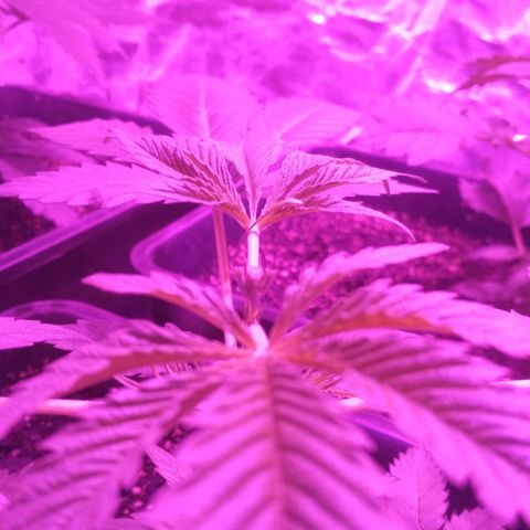 Genética desconocida growlog photo: Poda Fim