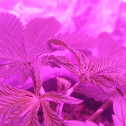 Genética desconocida growlog photo: Poda Fim